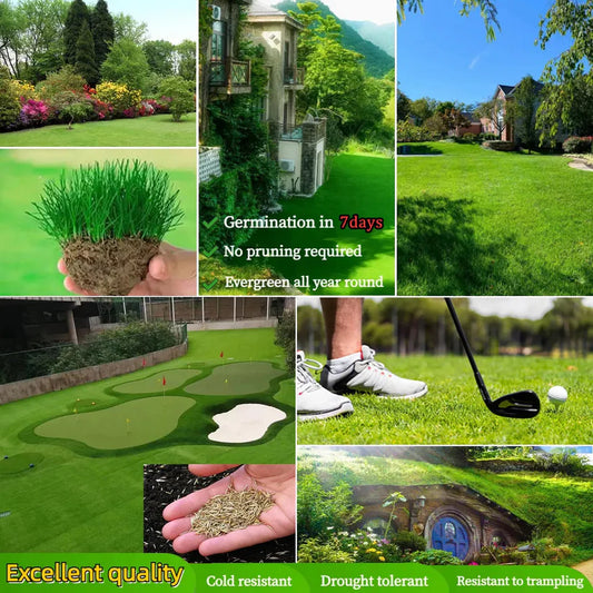 Grass Seeds Hybrid Best For Your Beautiful Home Gardening (Pack Of 200+ seeds) Buy 1 + Get 1