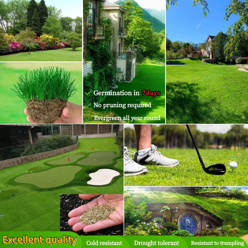 Grass Seeds Hybrid Best For Your Beautiful Home Gardening (Pack Of 200+ seeds) Buy 1 + Get 1