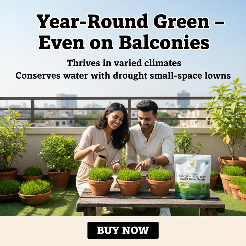 Grass Seeds Hybrid Best For Your Beautiful Home Gardening (Pack Of 200+ seeds) Buy 1 + Get 1
